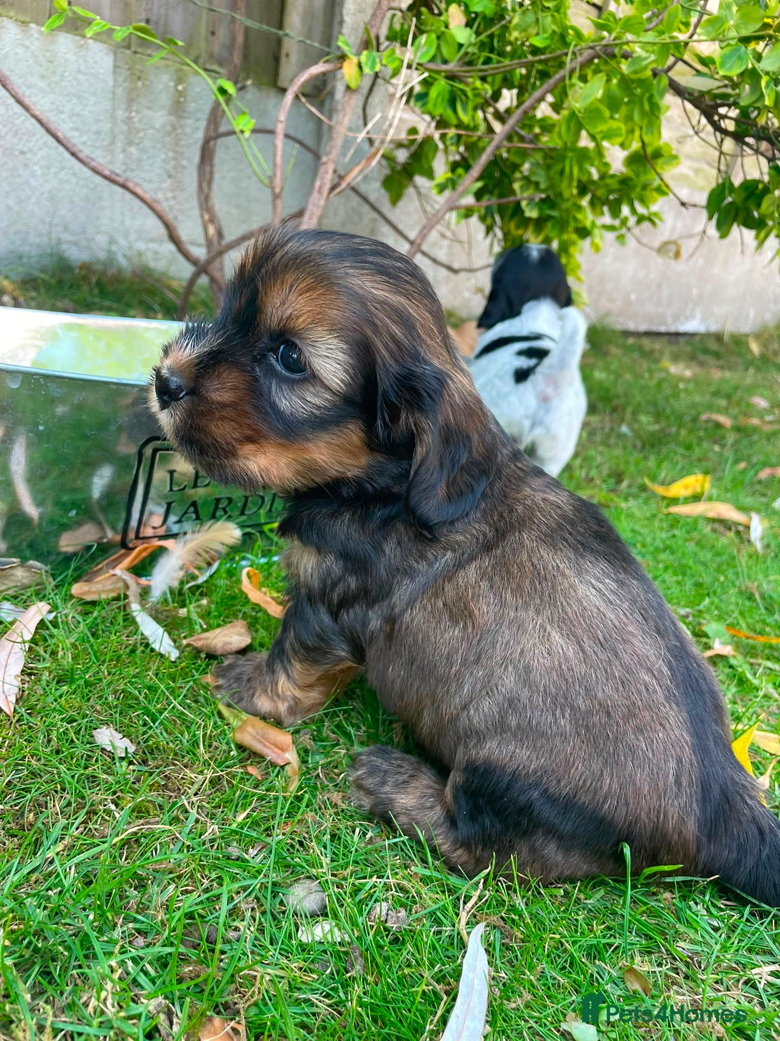 Mixed Breed dogs Stunning litter available  - Advert 1