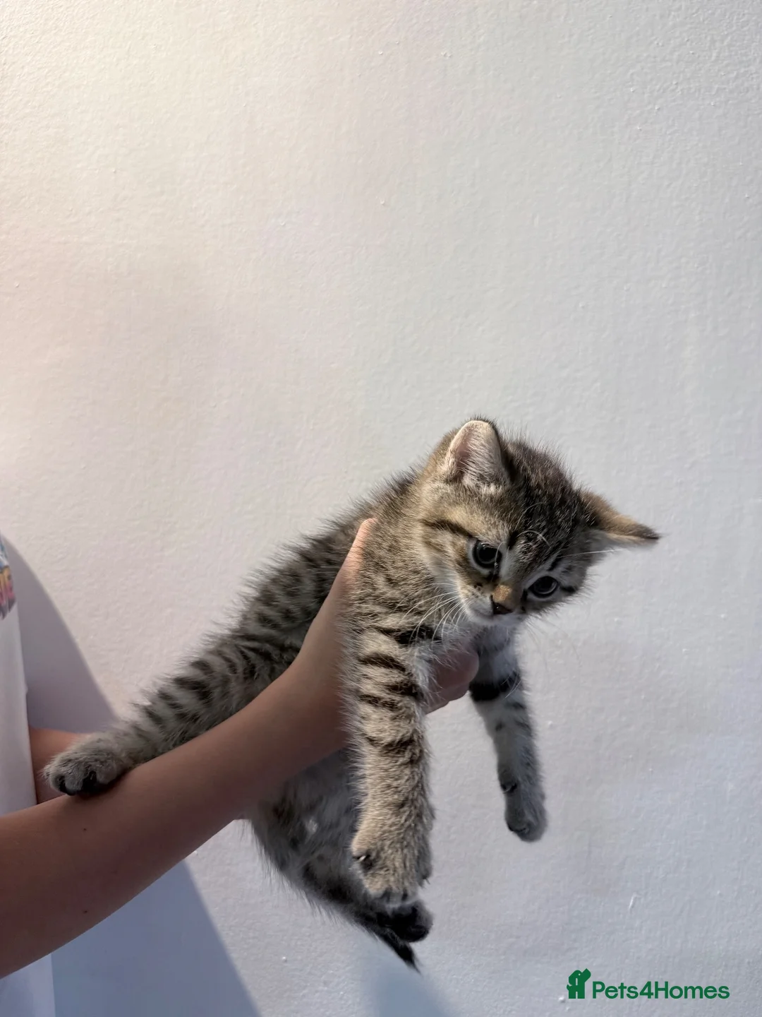 Domestic Shorthair cats for sale: Sweet Brother & Sister Kittens for Sale - Advert 2