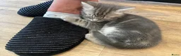 Maine Coon cats for sale: Beautiful Maine Coon X kittens  CUTIES!  - Advert 17