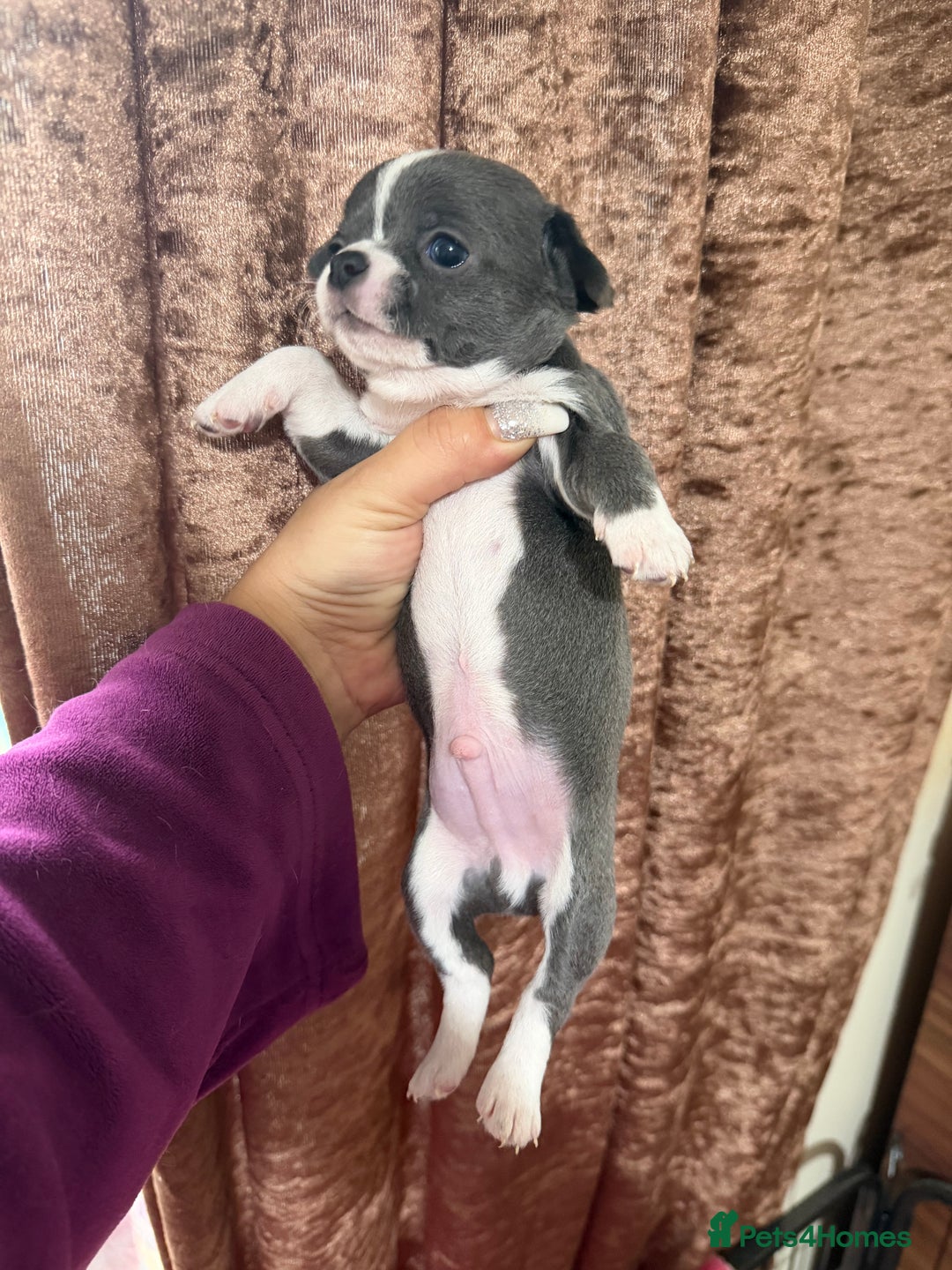 Chihuahua dogs for sale: Chihuahua pups - Advert 27