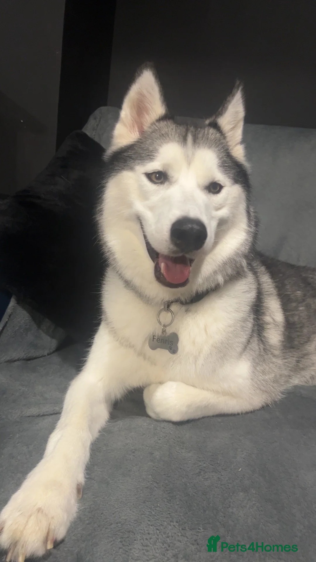 Siberian Husky dogs for sale: Free Female husky dog 3 year old  in Beverley - Advert 4