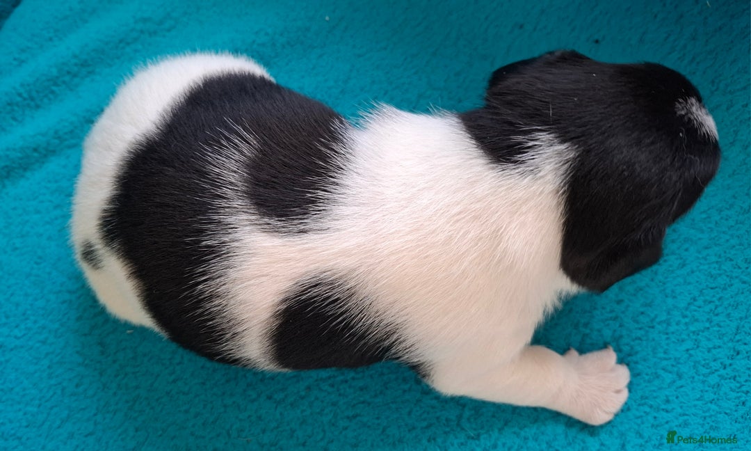Jack Russell dogs for sale: Quality pure bred  Jack Russel babies  - Advert 14