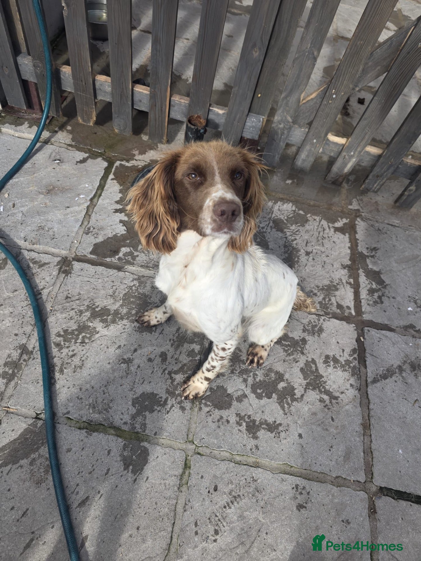 English Springer Spaniel dogs Spaniel bitch  - Advert 1