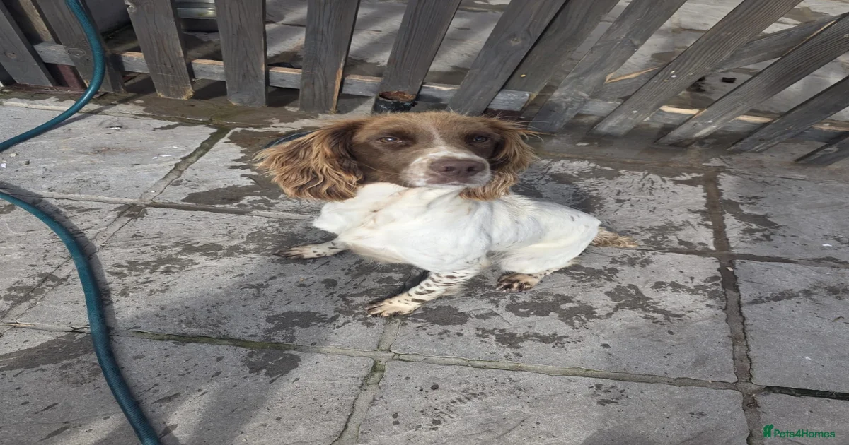 Spaniel bitch for sale in Merthyr Tydfil | Pets4Homes