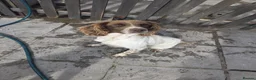 English Springer Spaniel dogs for sale: Spaniel bitch  in Merthyr Tydfil - Advert 1