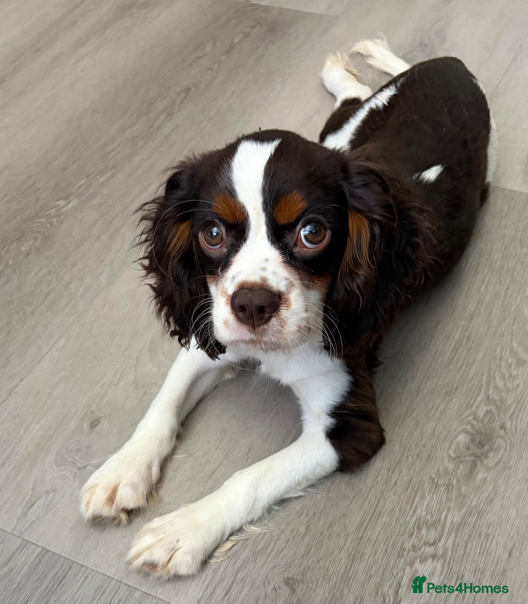 Cavalier King Charles Spaniel dogs HOUSE TRAINED  KC EXTENSIVELY HEALTH TESTD PUPS  - Advert 1