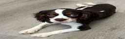 Cavalier King Charles Spaniel dogs for sale: HOUSE TRAINED  KC EXTENSIVELY HEALTH TESTD PUPS  - Advert 1