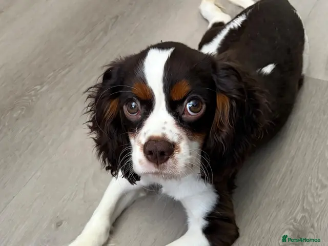 Cavalier King Charles Spaniel dogs for sale: HOUSE TRAINED KC EXTENSIVELY HEALTH TESTD PUPS - Advert 1