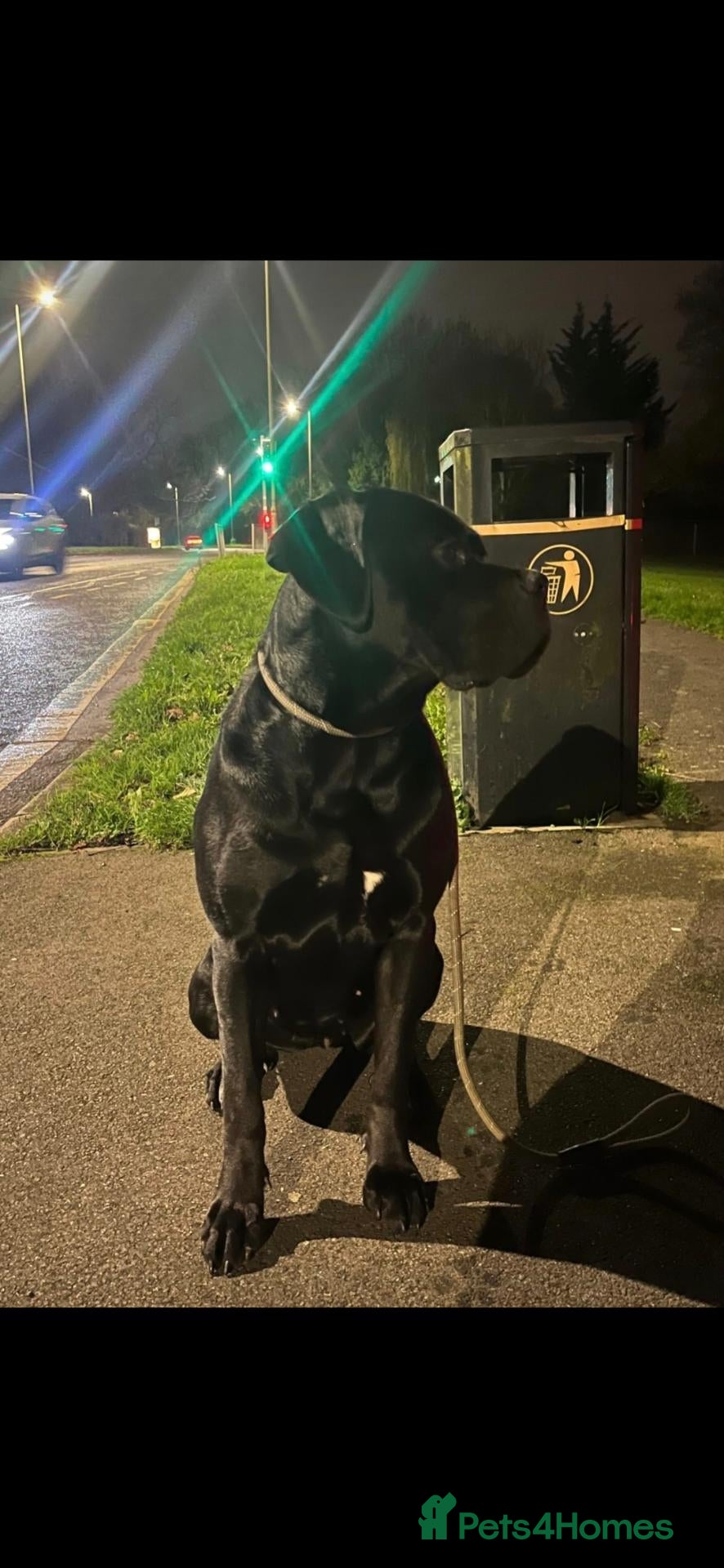 Cane Corso dogs Beautiful 18 month old Cane Corso Girl - Advert 3