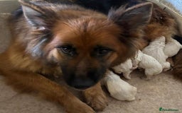 German Shepherd dogs for sale: KC White & Black&Tan German Shepherd Puppies!👀🏡 - Image 10