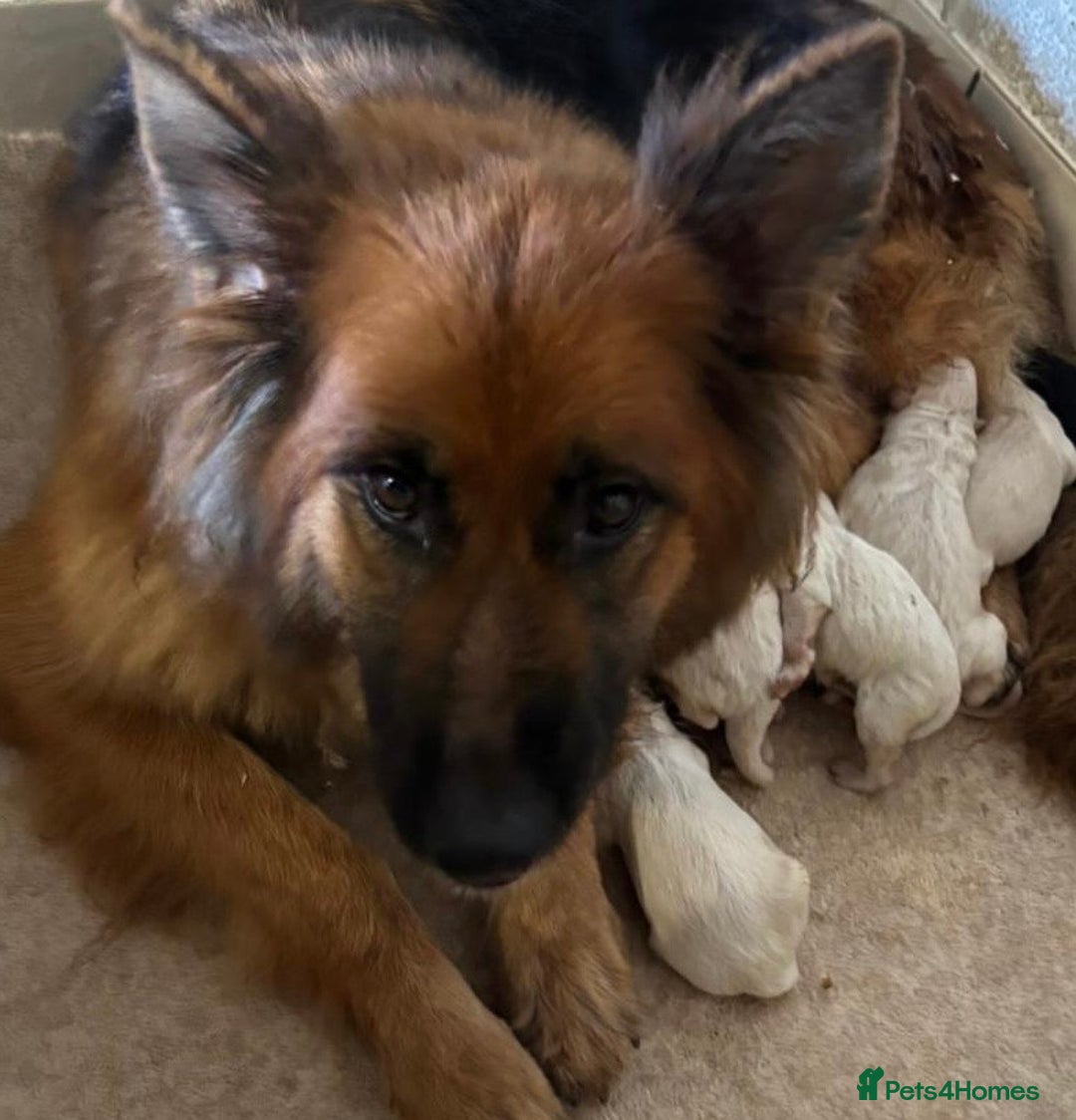 German Shepherd dogs for sale: KC White & Black&Tan German Shepherd Puppies!👀🏡 - Image 10