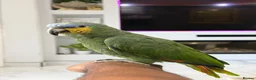 Parrots birds for sale: Orange-Winged Amazon Parrot - Advert 2