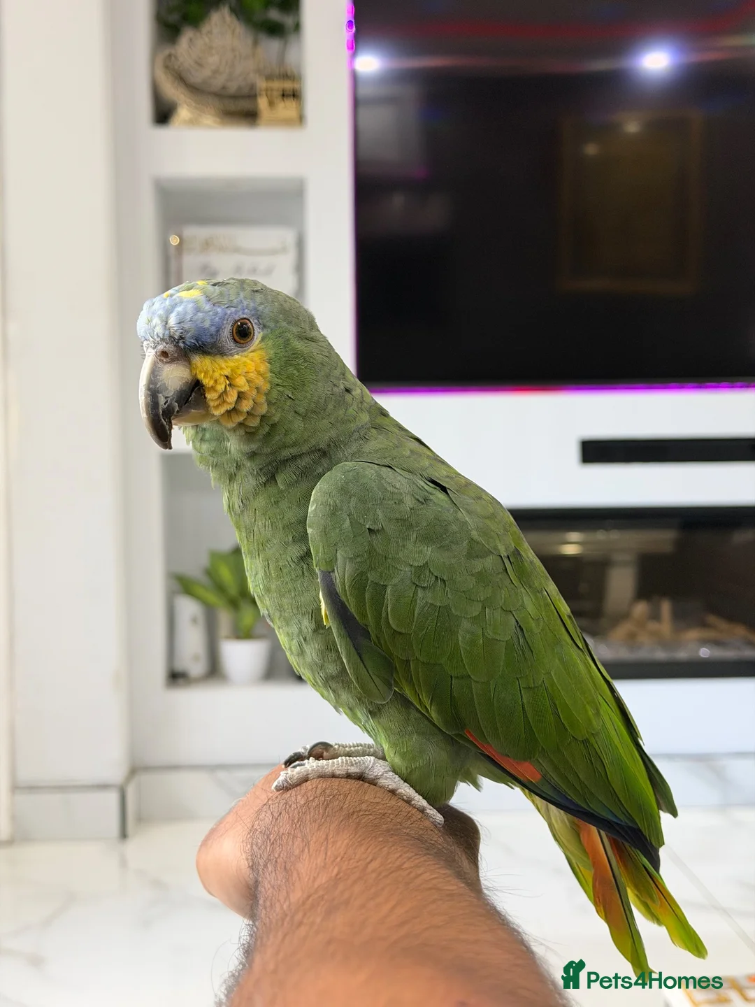 Parrots birds for sale: Orange-Winged Amazon Parrot - Advert 2