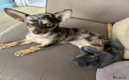 Mixed Breed dogs for sale: Teddy  - Image 2