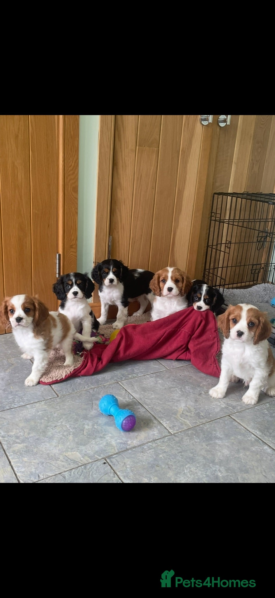 Cavalier King Charles Spaniel dogs K C Reg Cavalier King Charles - Advert 2