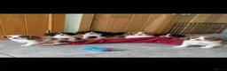 Cavalier King Charles Spaniel dogs for sale: K C Reg Cavalier King Charles - Advert 1