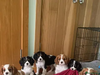 Cavalier King Charles Spaniel dogs K C Reg Cavalier King Charles - Advert 2