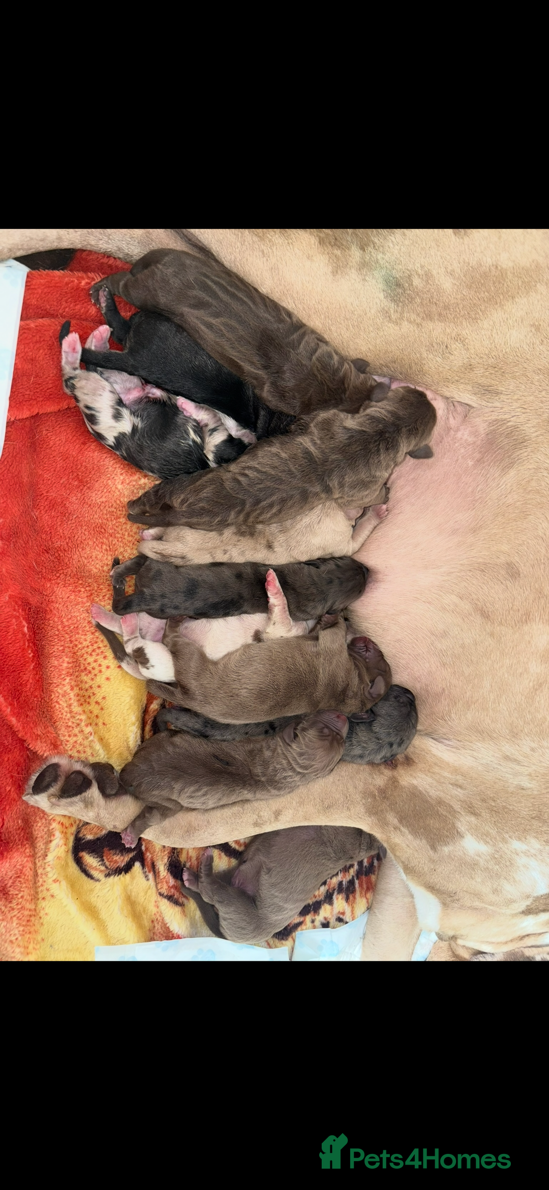 Cane Corso dogs for sale: Female cane Corso puppy - Image 3
