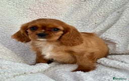 Cavalier King Charles Spaniel dogs for sale: 3 kc reg ruby boy puppies looking for homes - Image 6