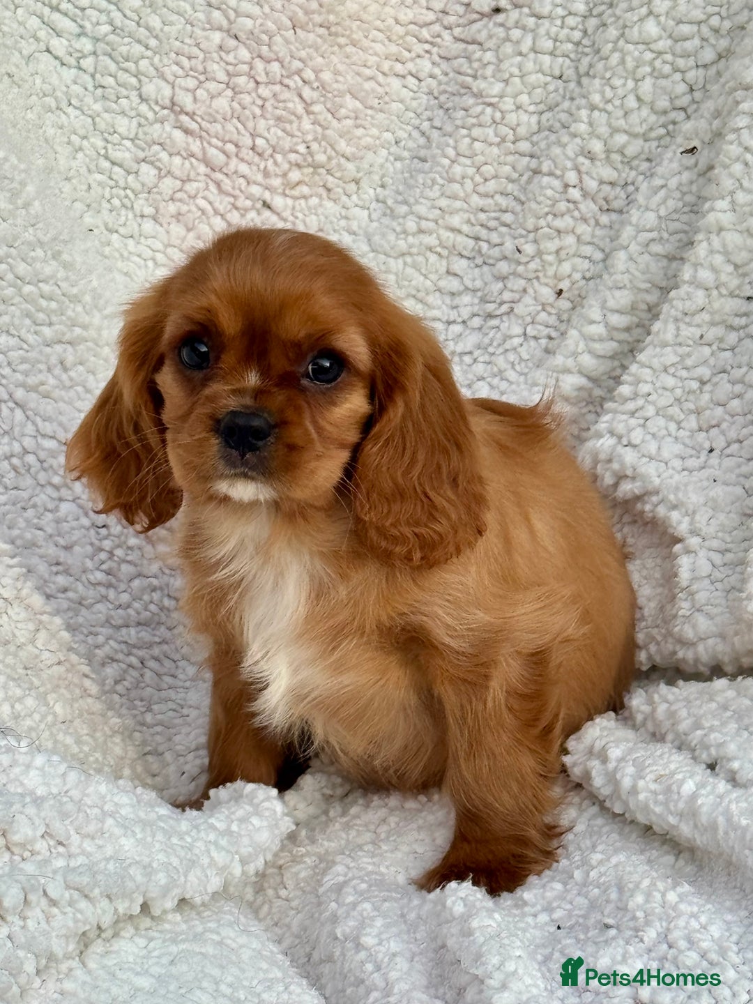 Cavalier King Charles Spaniel dogs for sale: 3 kc reg ruby boy puppies looking for homes - Image 6