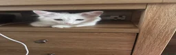 Mixed Breed cats for sale: Bengal X kittens  - Advert 3