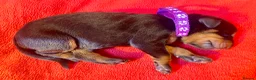 Dobermann dogs for sale: *KC REGISTERED* HEALTH TESTED DOBERMAN PUPPIES* in Rossendale - Advert 22