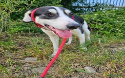 Mixed Breed dogs for adoption: OTIS - a Handsome and gentle boy for a Loving Home - Image 30