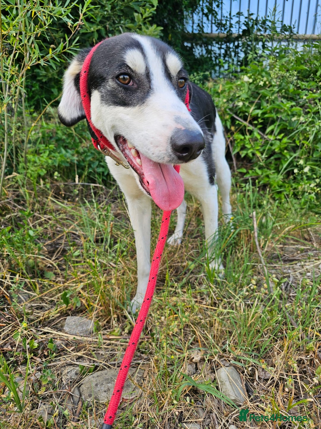 Mixed Breed dogs for adoption: OTIS - a Handsome and gentle boy for a Loving Home - Image 30