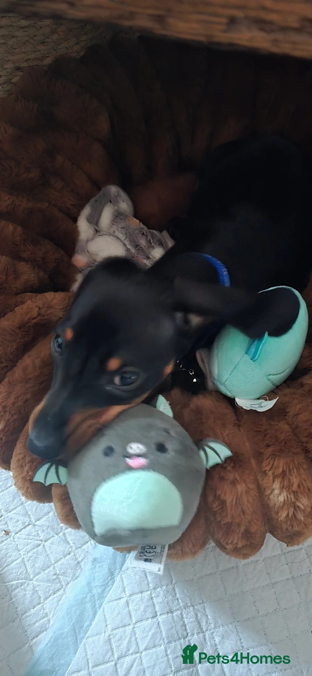 Dachshund dogs for sale: Dachsund 6month Old Puppy in Wimborne - Advert 14