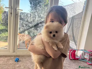 Pomeranian dogs White/cream Pomeranian 8 months old - Advert 13
