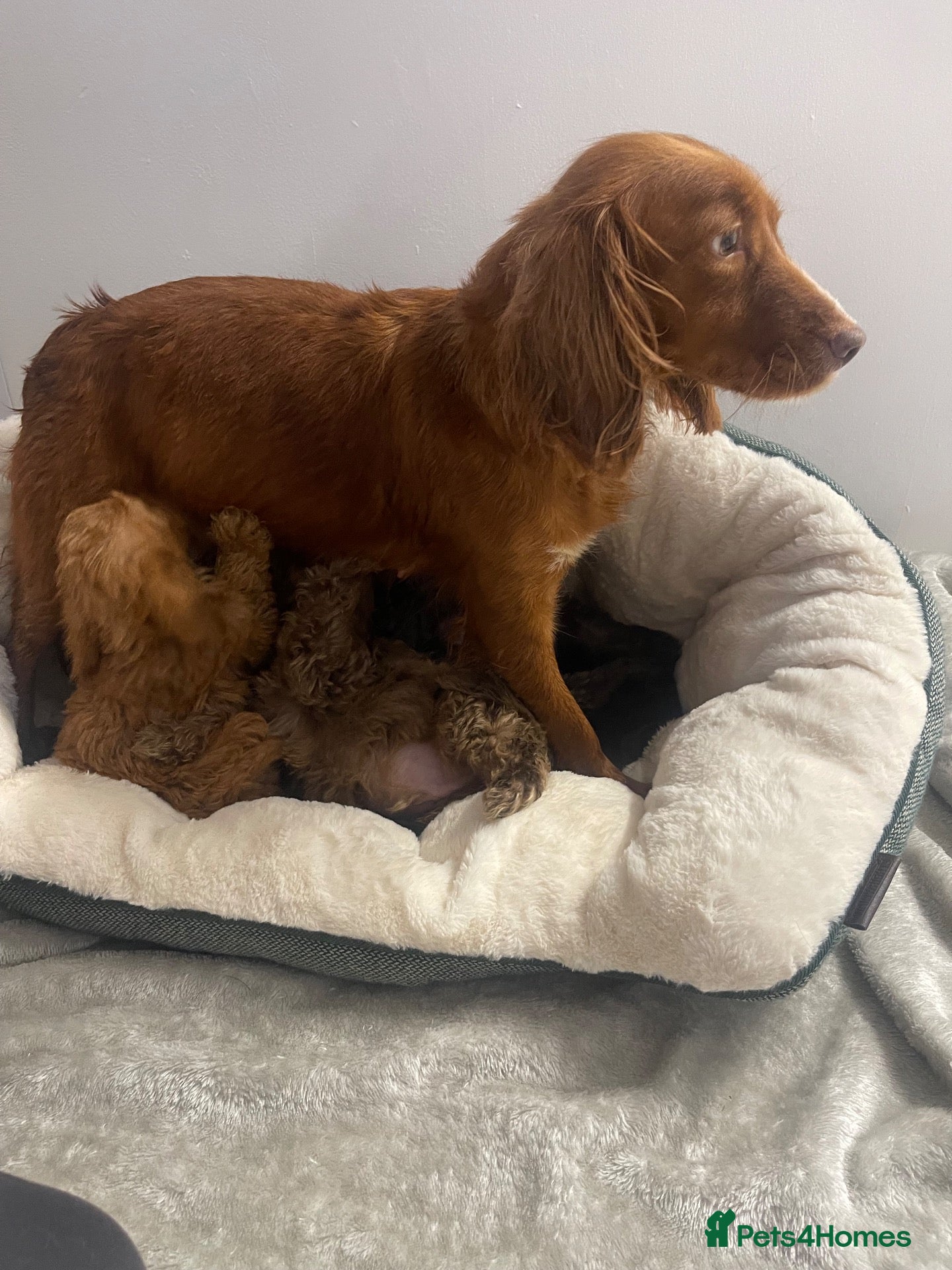 Cockapoo dogs for sale: F1 Beautiful merle cockapoos. - Advert 2
