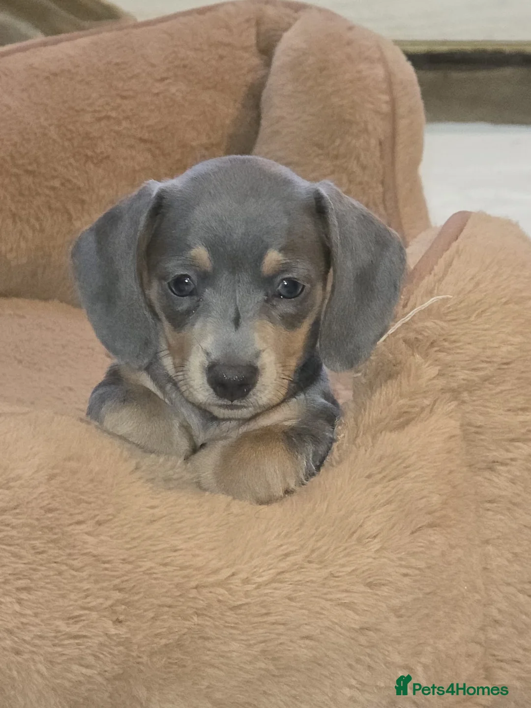 Dachshund dogs for sale: 2 beautiful dachshund  - Advert 7