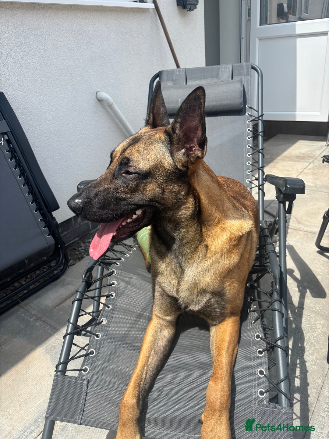 Belgian Shepherd Dog dogs for sale: Razer the malinois - Image 3