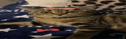 Scottish Fold cats for sale: Scottish fold female  - Advert 4