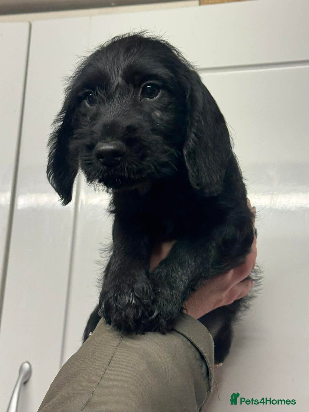 Mixed Breed dogs for sale: Stunning pups looking for new home  - Advert 4