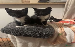 Mixed Breed cats for sale: 4 KITTENS  **  !! 🩷🩷 - Image 7