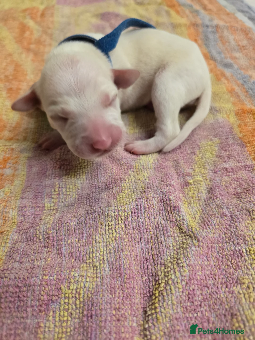 Mixed Breed dogs for sale: English pointer cross saluki/greyhound  - Advert 29