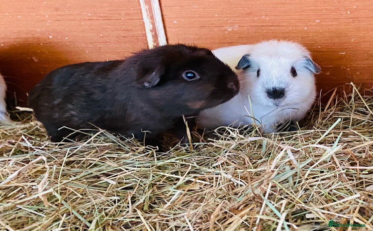 Guinea Pig rodents - Advert 16