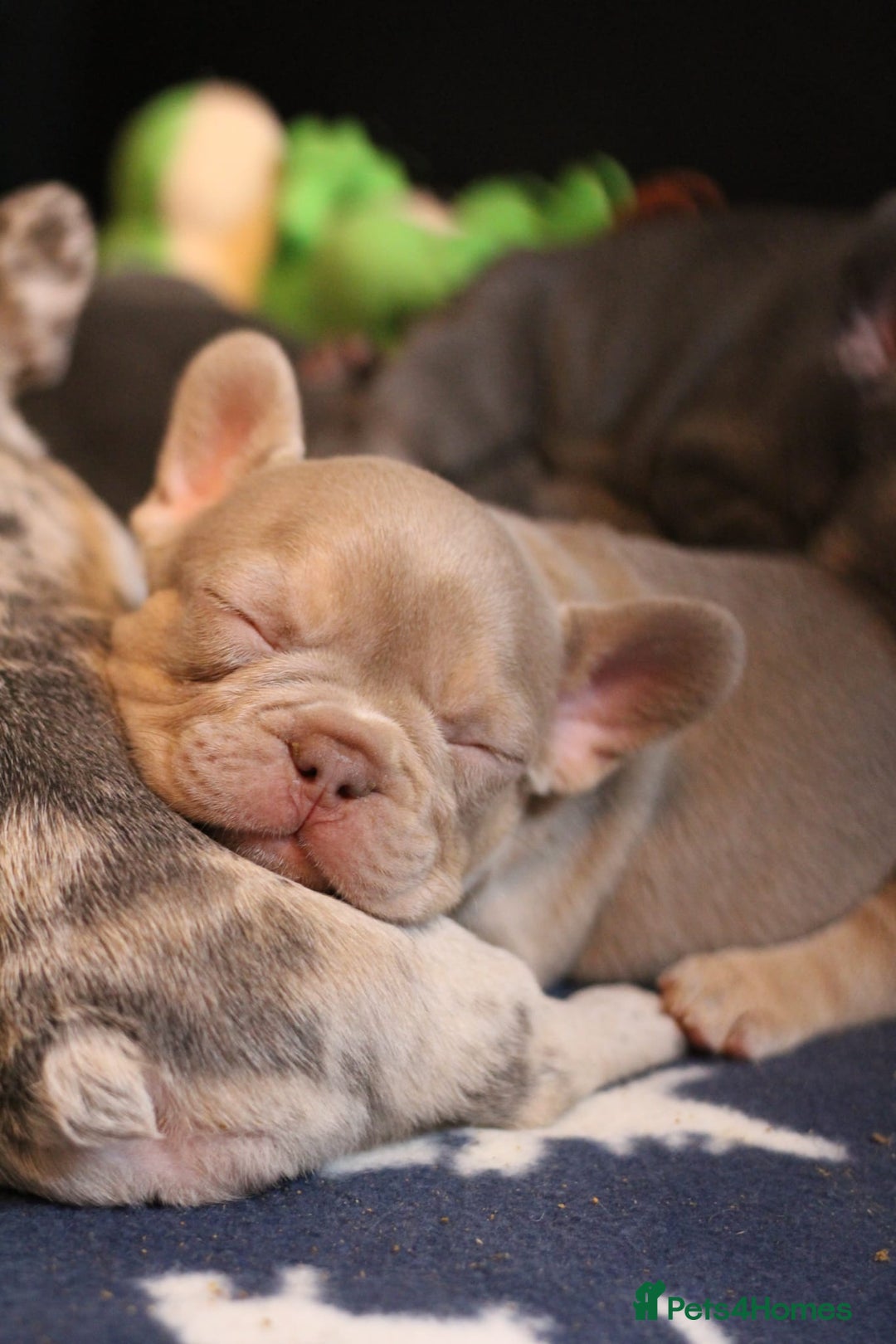 French Bulldog dogs for sale: French Bulldog - Pearl🔯 - Advert 4