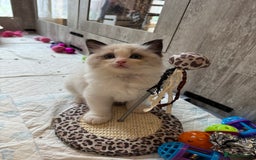 Ragdoll cats for sale: One Girl Available 🌸 - Image 12