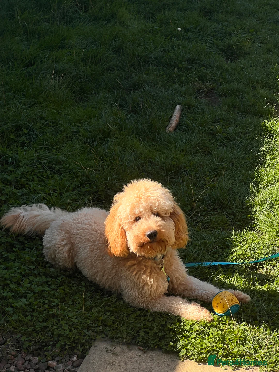 Cockapoo dogs for sale: Winston - Advert 2