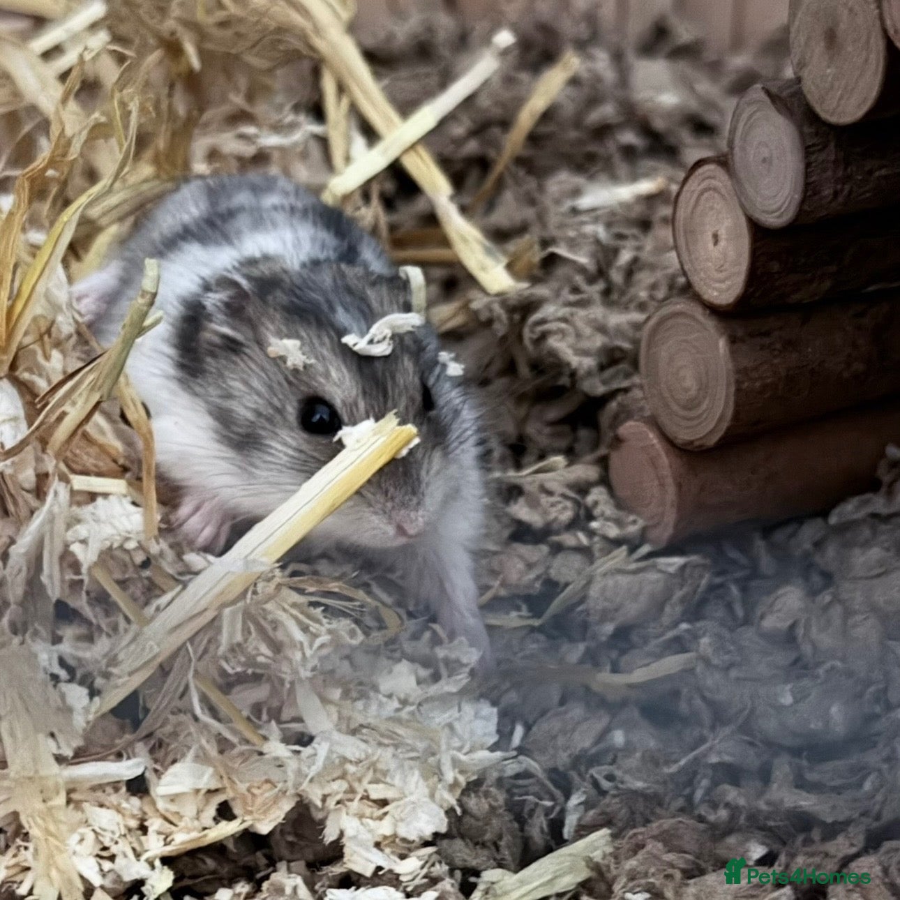 Hamster rodents Stanley male Russian dwarf hamster - Advert 18