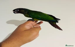 Conures birds for sale: Hand reared Emma’s, roseifrons, pearly conure - Image 10