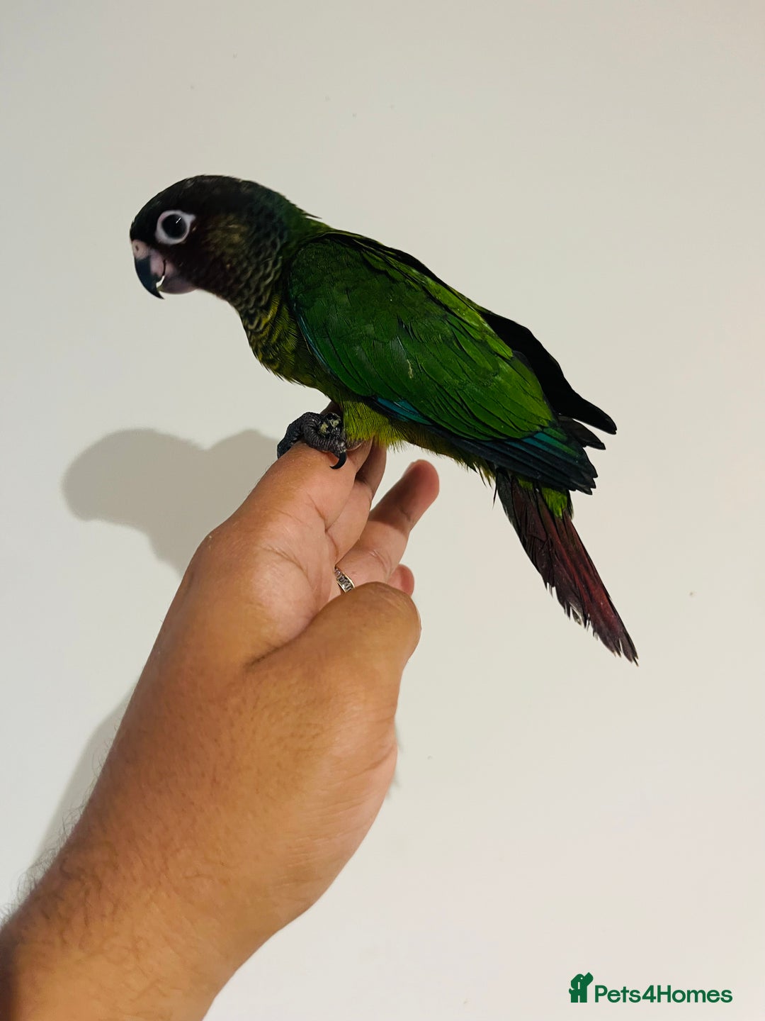 Conures birds for sale: Hand reared Emma’s, roseifrons, pearly conure - Image 10