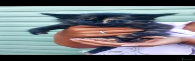 British Longhair 3