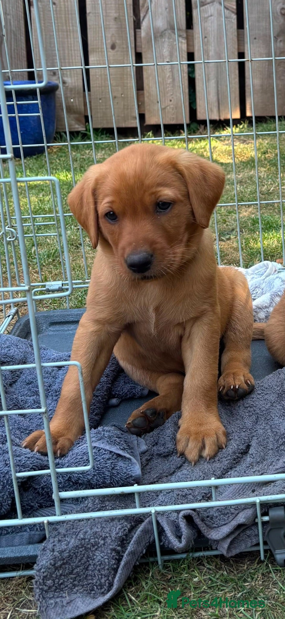 Labrador Retriever dogs Labrador puppies Fox Red - Advert 2