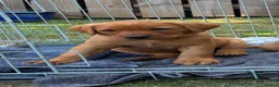 Labrador Retriever dogs for sale: Labrador puppies Fox Red - Advert 2