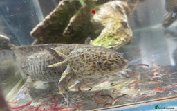 Pond Fish fish for sale: 2 Full grown axolotls - Image 1