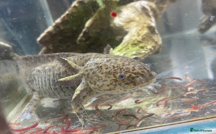 Pond Fish fish - Advert 1