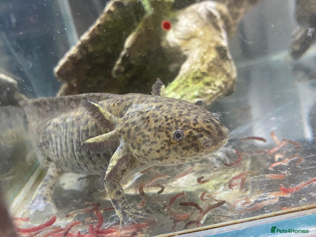 Pond Fish fish for sale: 2 Full grown axolotls - Image 1